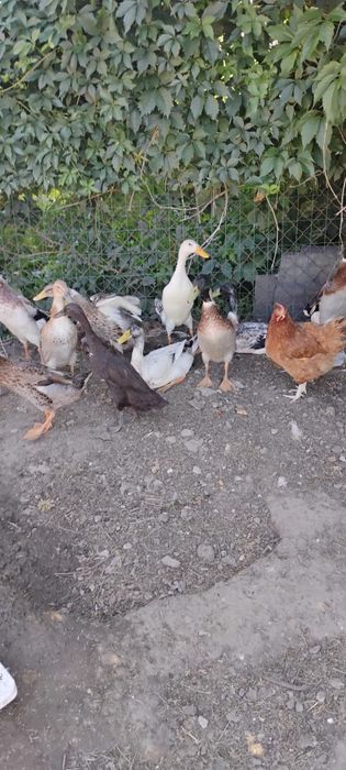 Kaczki biegusy 3 miesięczne