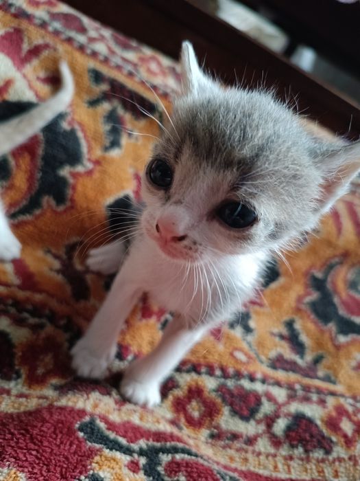 Віддам котенят в добрі руки