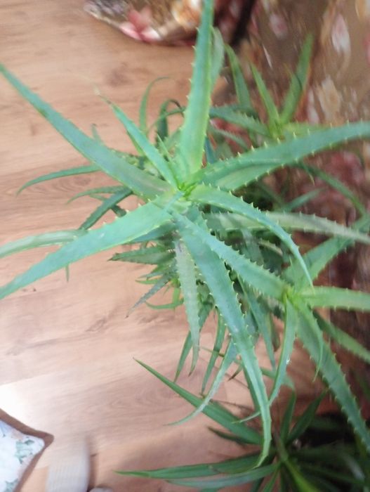 Алоє лікувальний