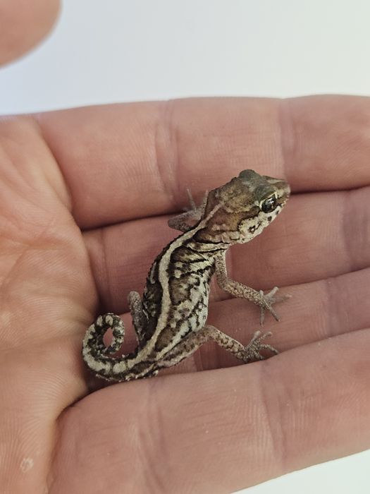 Gekon magadaskarski - Paroedura picta, młody samczyk
Paroedura picta