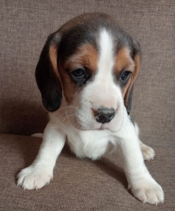 Beagle szczeniak