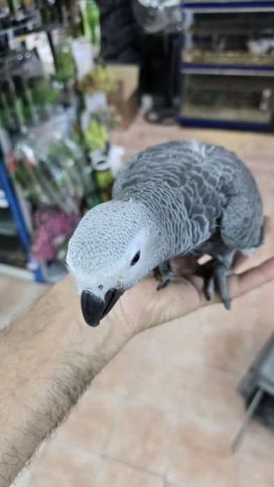 Papagaio cinzento