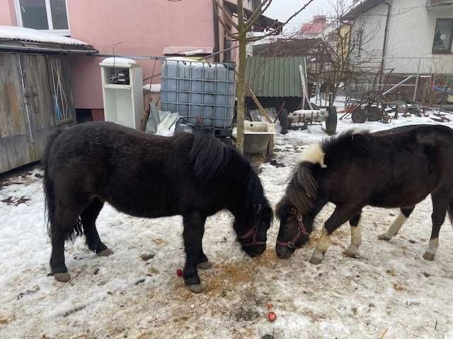 Kucyki 5 i 1,5 roku klaczki