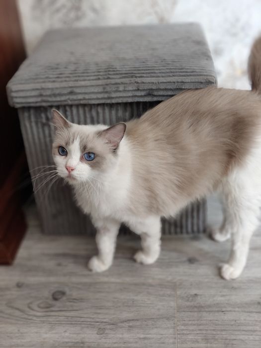 Ragdoll. Kotka. Po sterylizacji