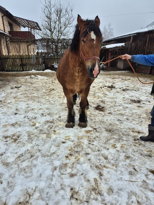 Klacz zimnokrwista źrebna
