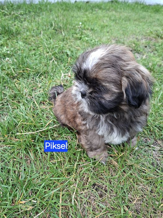 Shih-tzu zapraszam do rezerwacji
