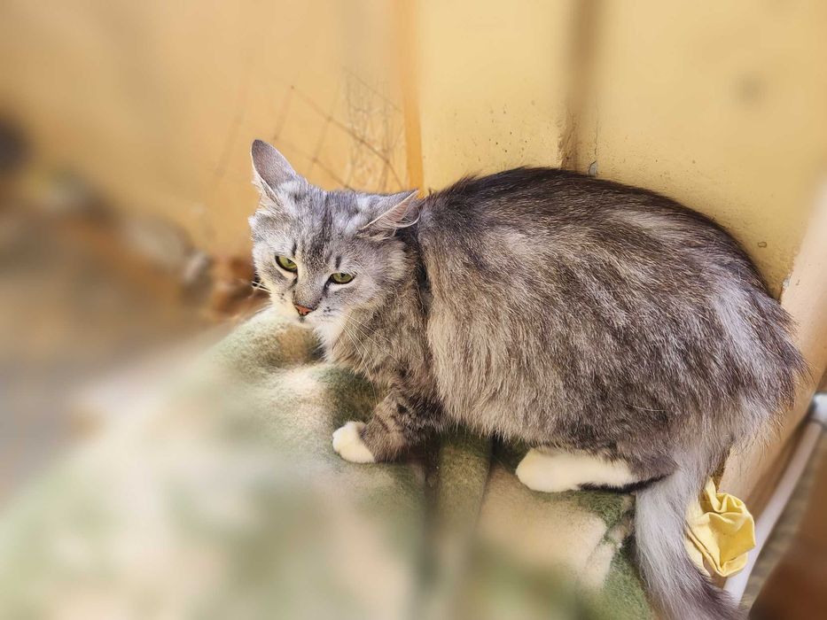 Бася — кошка для тихого, доброго дома (2,5 года)