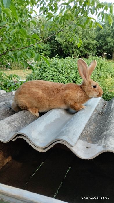 Продаються Кролики