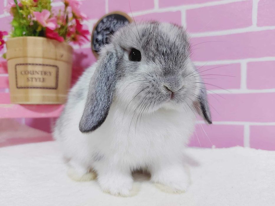 KIT Coelhos anões mini loop, orelhudos lindíssimos já desparasitados