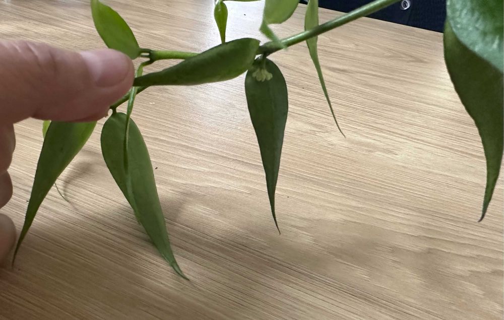 Hoya Polyneura Vietnam ze zdjęcia, kwitnie