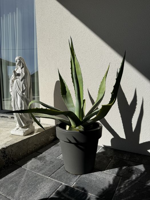 Вуличний вазон , агава блакитна