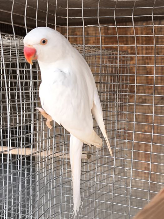 Ringneck Violeta MD CC