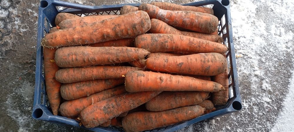Продам смачну,соковиту моркву