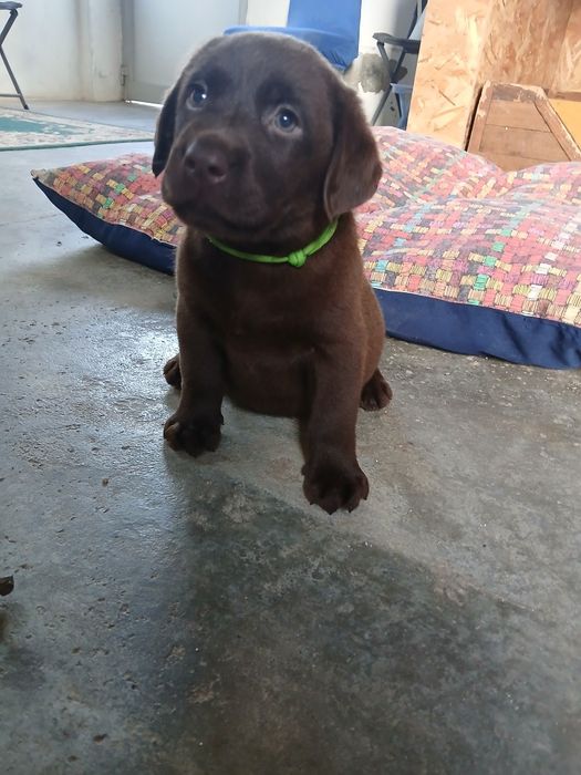 Labrador Retriever chocolate com Lop