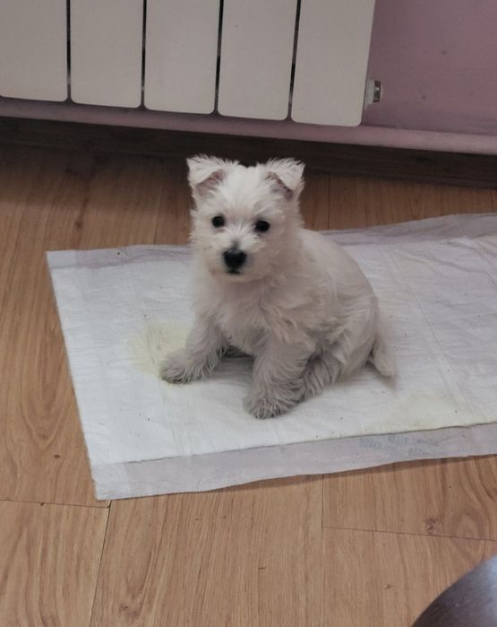West Highland White Terrier