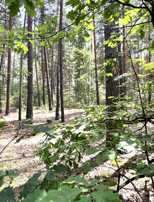 Земельна ділянка під будівництво!ЛІС ! 24сотки. Пилиповичі.