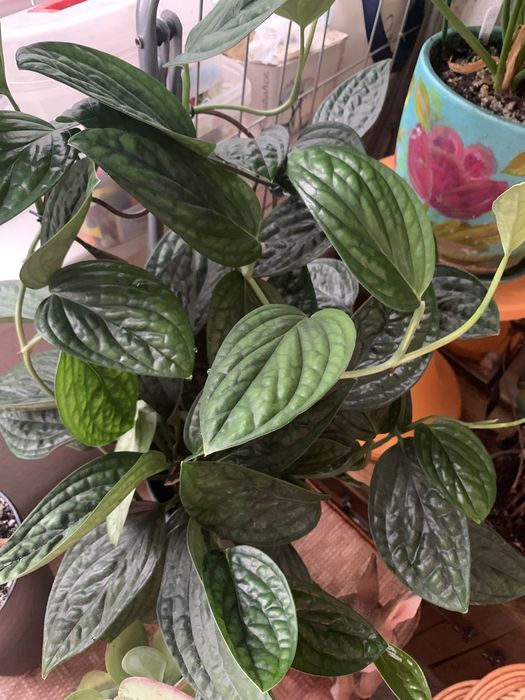 Епіпремнум Марбл Планет (Epipremnum pinnatum 'Marble Planet')