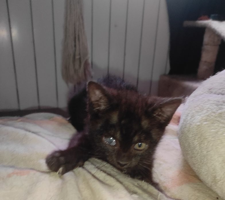 Matylda do adopcji.