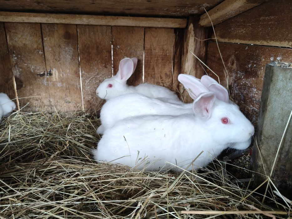 Кролики полтавського срібла і панон