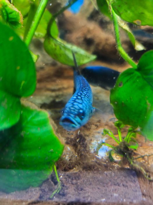 Bettas selvagens antuta s type
