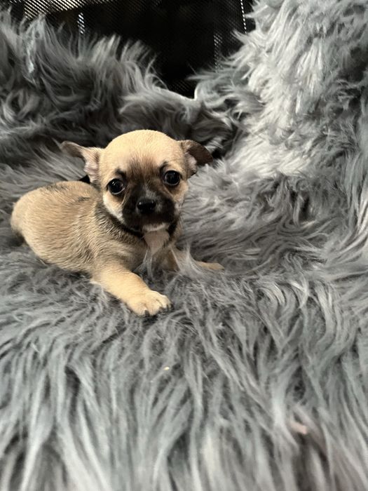 Chihuahua piesek