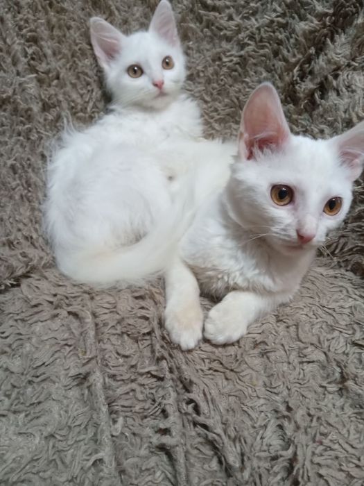 Кошенята підлітки в люблячу родину