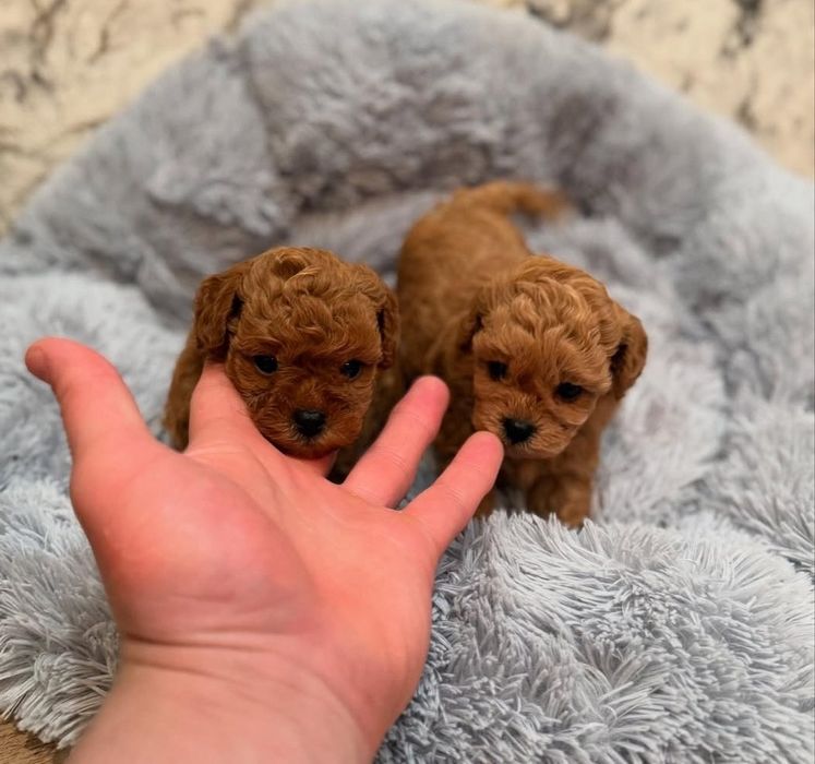 Грайливі цуценята той пудель