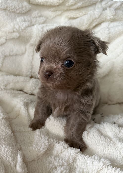 Piesek Chihuahua liliowy długowłosy