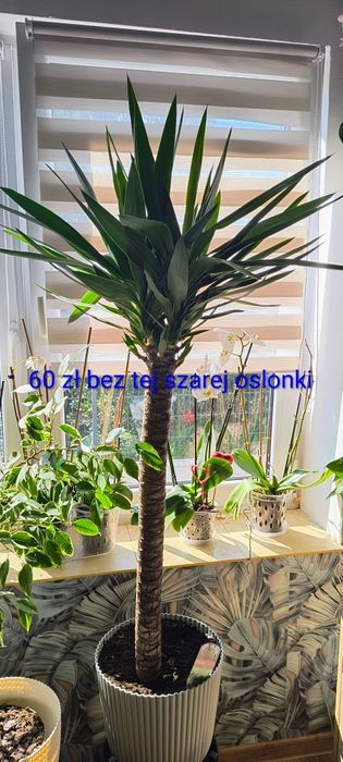 KWIATY WYPRZEDAŻ-Storczyki,yuki,monstery,skrzydłokwiaty,binjaminy,i inne