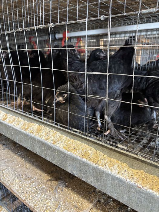 Продам курочки Домінант 3 місяців
