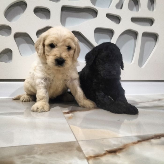 Goldendoodle.sunia .czarna