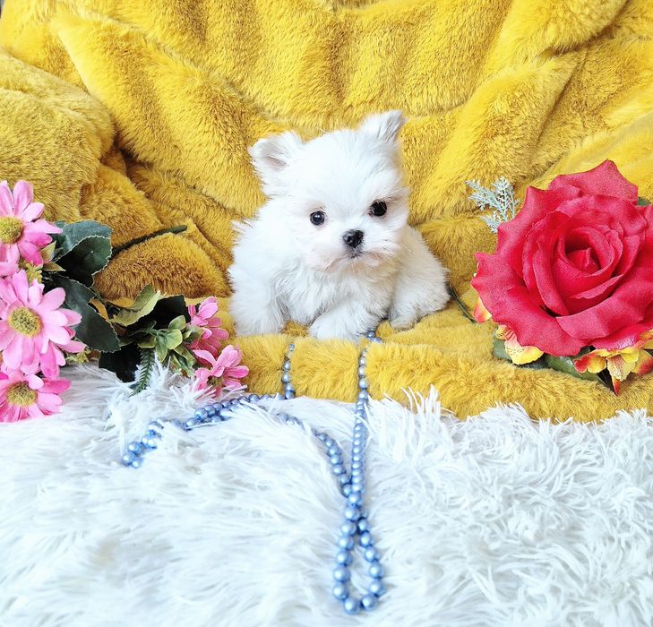 Śliczny Malutki Maltańczyk XXS