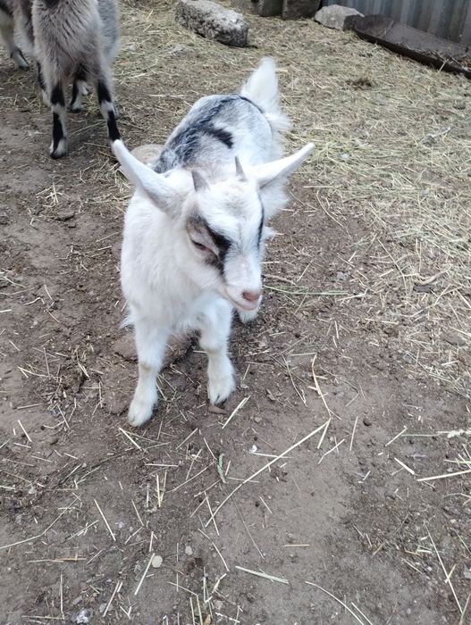 Двомісячні козенята