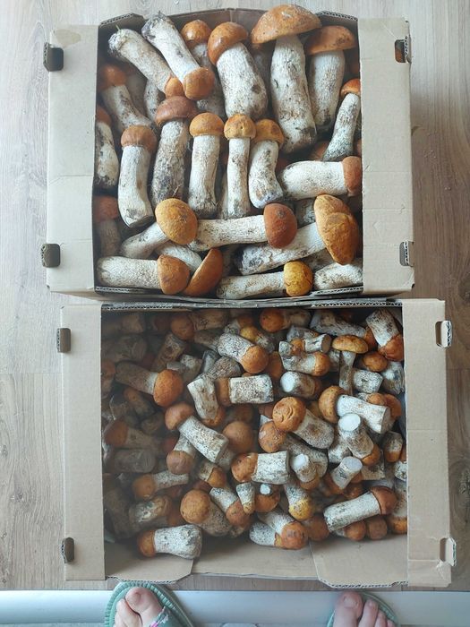 Grzyby tegoroczne suszone