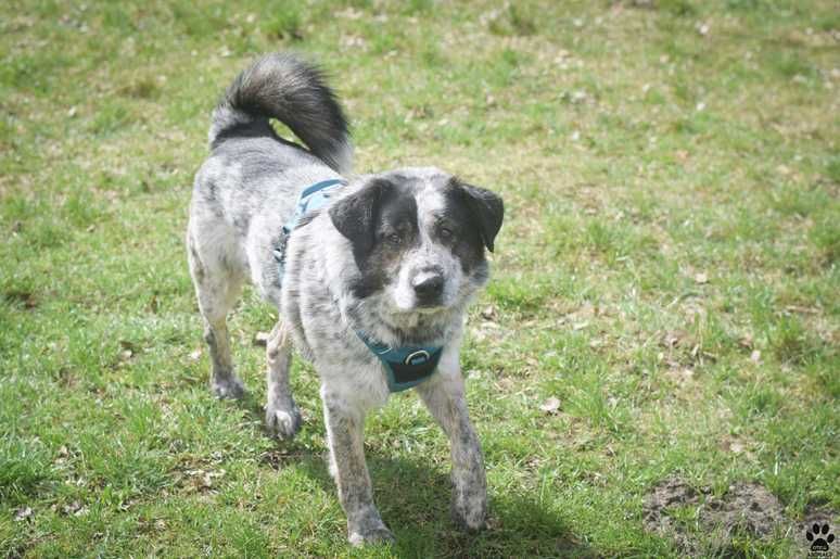 RASTON szuka odpowiedzialnego i doświadczonego opiekuna