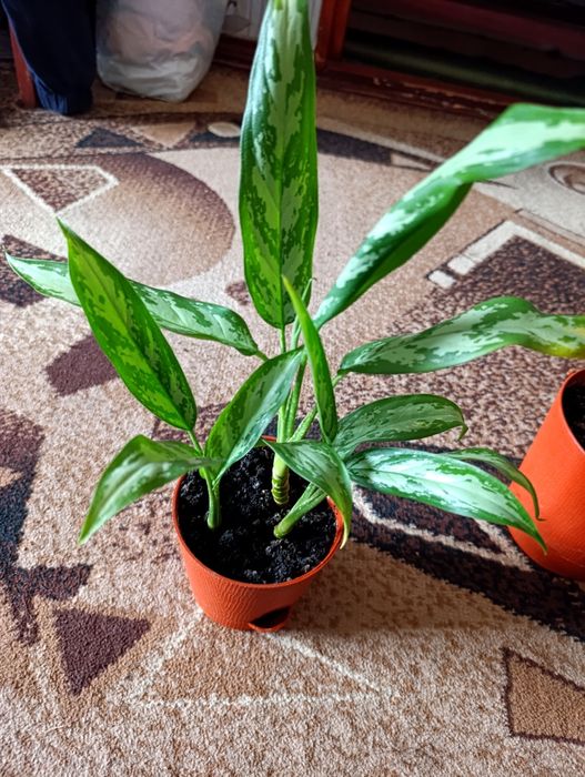 Продам рослини аглаонеми