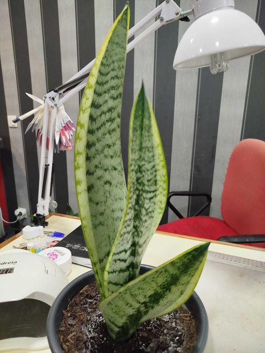 Espada de são Gorge