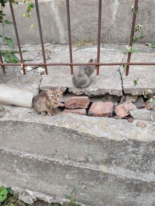 Котик к добрые руки