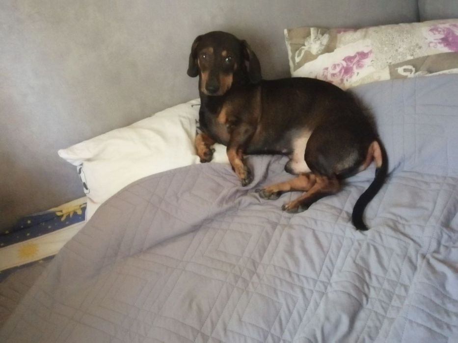 Хлопчик такса  шукає дівчинку