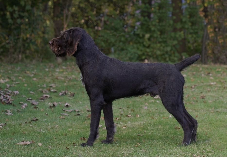 Wyżeł niemiecki  szorstkowłosy FCI/ZKwP