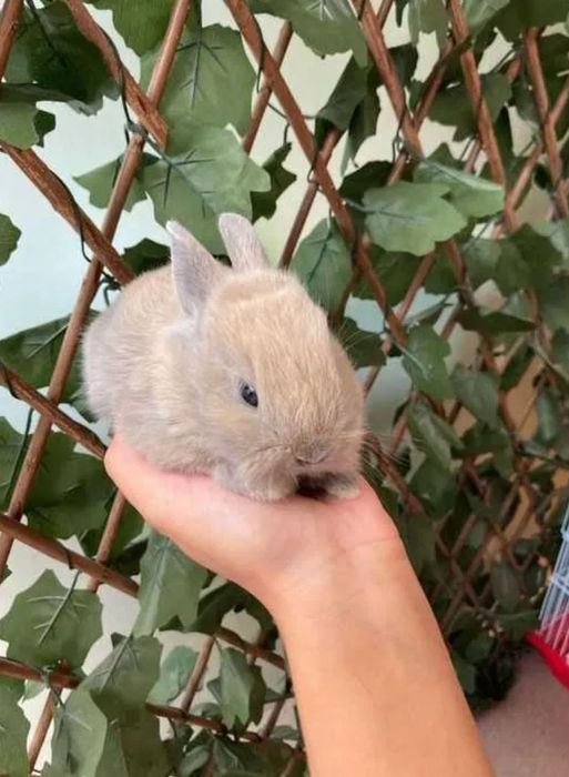 Coelhos Anões Mini Teddy , Mini Toy em Loja Profissional