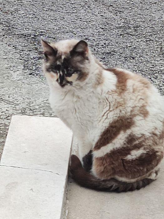 Gata  esterilizada