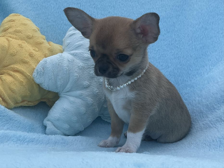 Chihuahua Macho Pelo Curto
