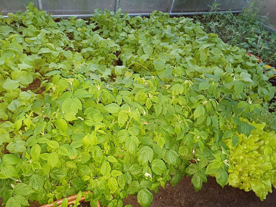 Maliny "Polana".