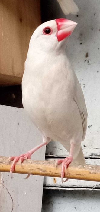 Pardal Java branco macho