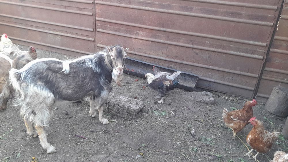 Продається козел ламанча