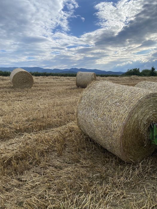 Słoma 120/120 120/130 bele bale !
