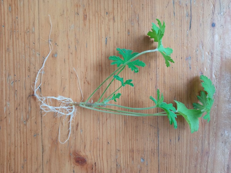 Geranium anginka kwiat doniczkowy