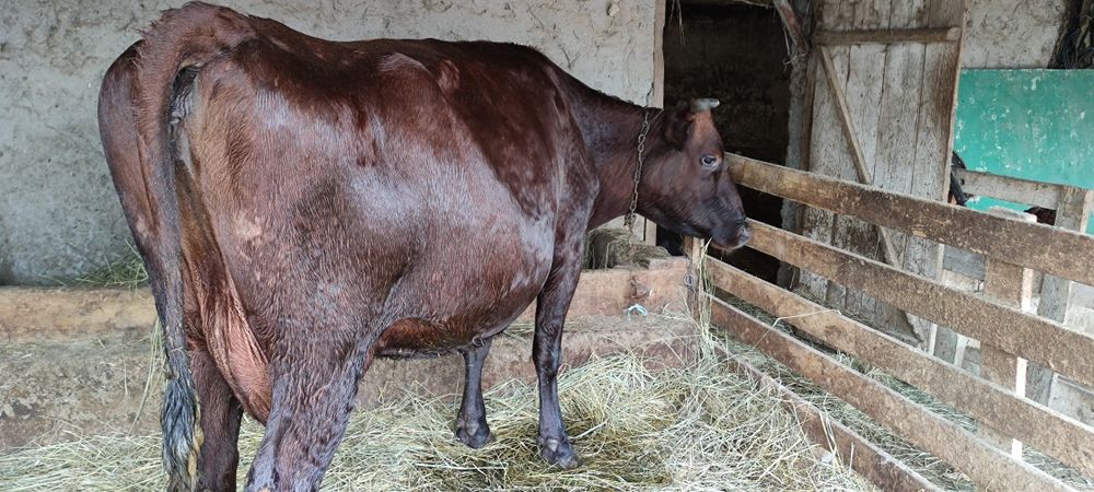 Продам корову на хозяйство