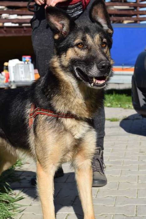 Starszy pies w typie owczarka szuka domu, jest w schronisku.